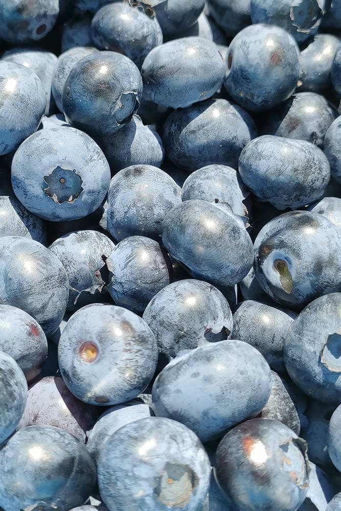 azienda agricola biosio bellano miritlli