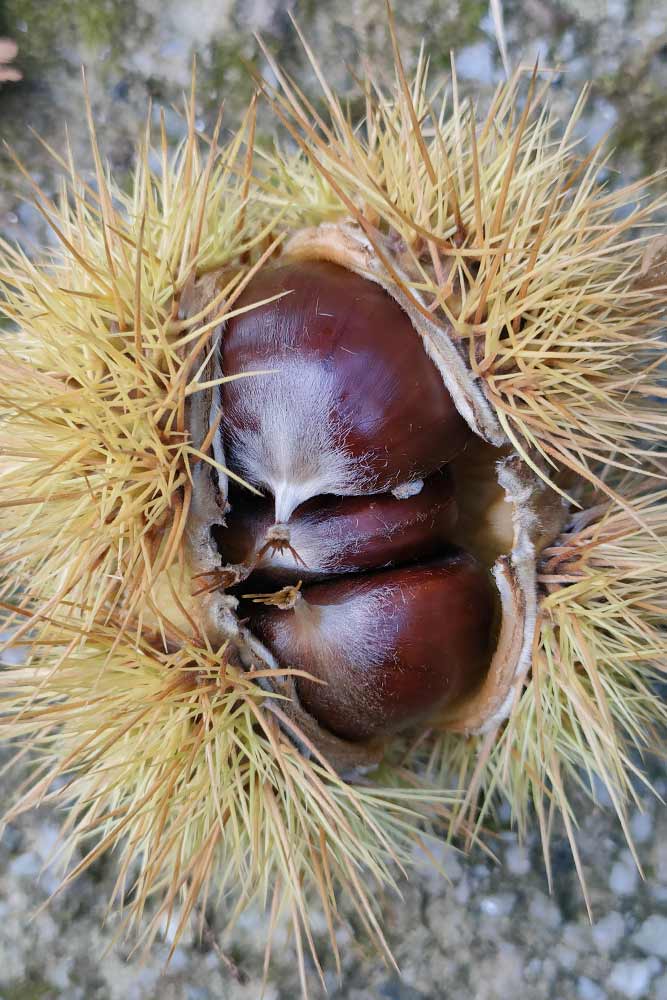 azienda agricola biosio castagne
